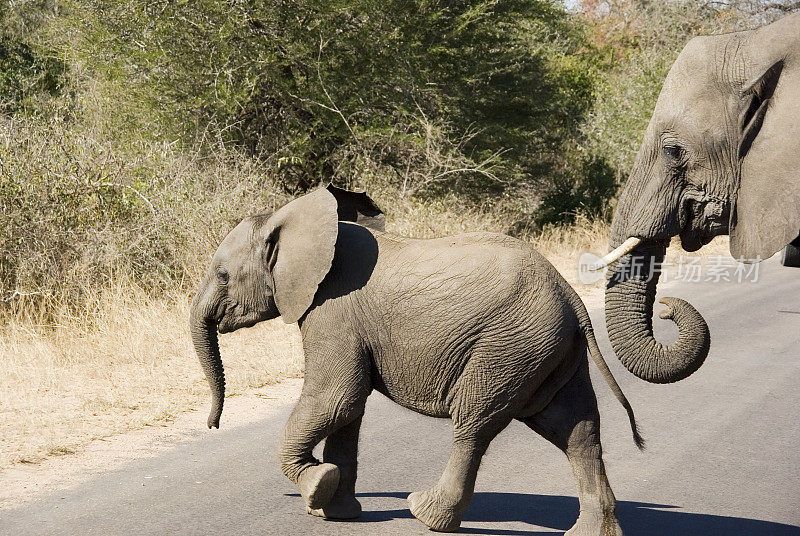 母亲,小非洲象(Loxodonta africana)过马路